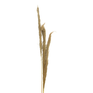 Διακοσμητικό φυτό pampas Beroun Inart σετ των 3τεμ σε φυσική απόχρωση Υ140εκ-343-000109