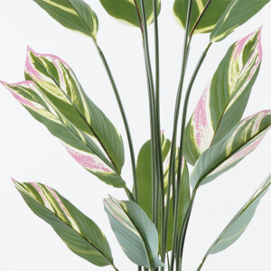 Διακοσμητικό φυτό σε γλάστρα Aglaonema Inart πράσινο Φ80x150εκ-391-000002