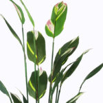 Διακοσμητικό φυτό σε γλάστρα Lucky I Inart πράσινο Φ80x210εκ-391-000004