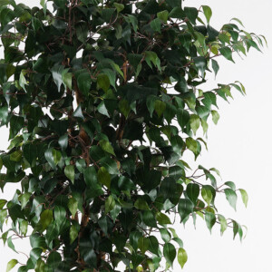 Διακοσμητικό φυτό σε γλάστρα Banyan Inart πράσινο Φ95x180εκ-391-000009