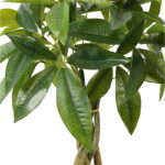 Διακοσμητικό φυτό σε γλάστρα Pachira Inart πράσινο Φ40x60εκ-391-000026