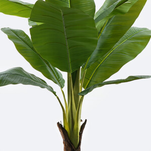 Διακοσμητικό φυτό σε γλάστρα Musa Inart πράσινο Φ105x180εκ-391-000027