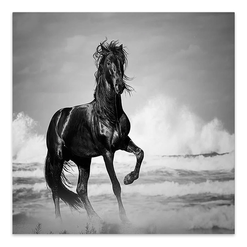 Πίνακας σε καμβά "Black Horse" Megapap ψηφιακής εκτύπωσης 60x60x3εκ. Πίνακας σε καμβά "Black Horse" Megapap ψηφιακής εκτύπωσης 60x60x3εκ.