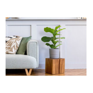 Τεχνητό Φυτό Ficus Lyrata 50 cm Inkazen 40081828 - Image 2