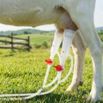 VEVOR Φορητή Ηλεκτρική Μηχανή Άμελξης Κατσικιών με Κάδο Ανοξείδωτο Ατσάλι 3L, Επαναφορτιζόμενη Μπαταρία 5200 mAh, 2 Κύπελλα Θηλών BXSJNJ3LCD30X9CEE001V2 - Image 5