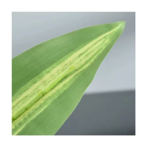 Τεχνητό Φυτό Dracaena 110 cm Outsunny 844-336 - Image 2