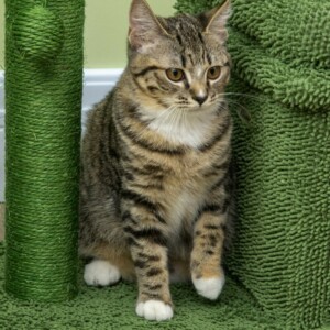 Στύλος γρατσουνίσματος γάτας PawHut με κρεβάτι, σπίτι και στύλο κάκτου, 68x30x67 εκ., πράσινο D30-581V00GN - Image 5