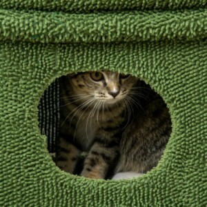 Στύλος γρατσουνίσματος γάτας PawHut με κρεβάτι, σπίτι και στύλο κάκτου, 68x30x67 εκ., πράσινο D30-581V00GN - Image 7