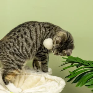 PawHut Cat Scratching Post max 5kg with Hammock, Play Balls and Sisal Posts, 53,5x53,5x90 cm, Beige D30-586V00BG - Image 7