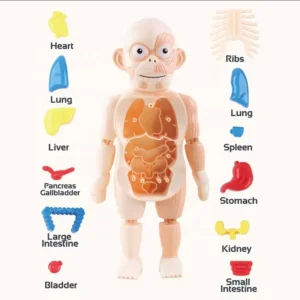 Εκπαιδευτικό παιχνίδι ανατομίας - H326A - 305255 - Image 5