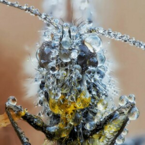 Olympus 60mm 1:2.8 MACRO BLACK M.ZUIKO DIGITAL (EM-M6028) Lense Micro FT - Image 4