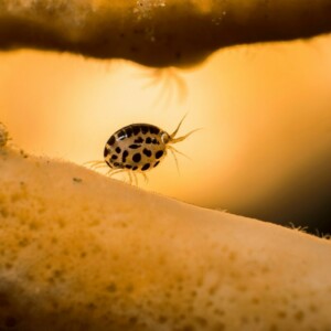 Olympus 60mm 1:2.8 MACRO BLACK M.ZUIKO DIGITAL (EM-M6028) Lense Micro FT - Image 7