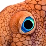 Giant Octopus 150cm – Γιγαντιαίo Λούτρινo Χταπόδι 150 cm - Image 3