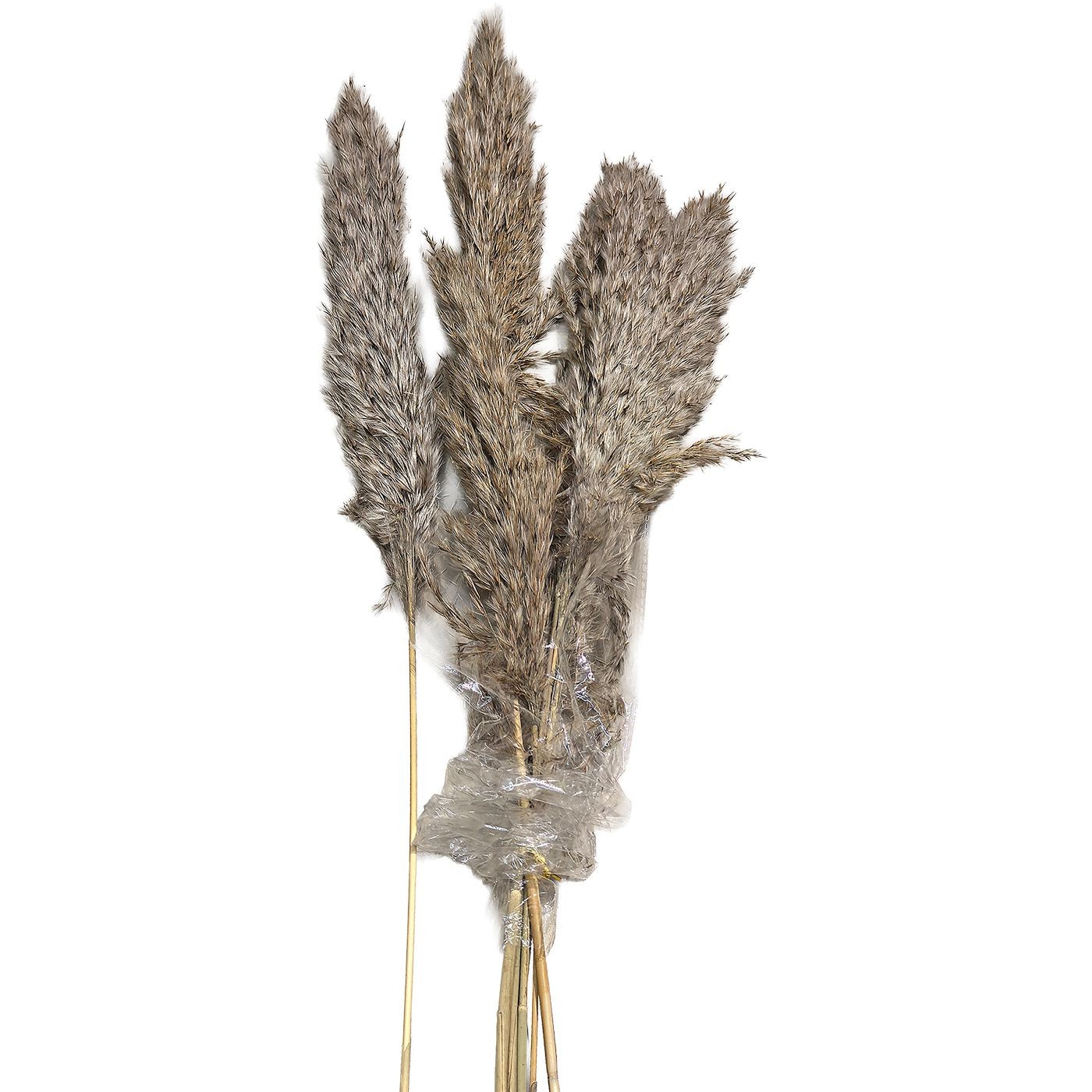 22-3110 Αποξηραμένα Pampas 7 Κλαδιά 70cm Homie 423130 - Image 1